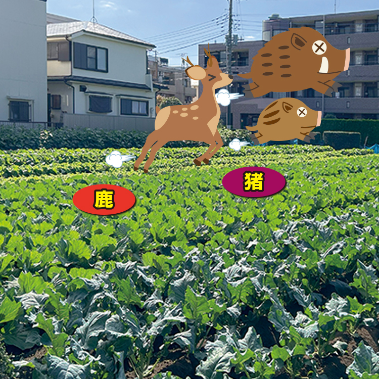sika_750_4.jpg